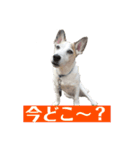 ジャックラッセルテリア・コジくんスタンプ（個別スタンプ：12）