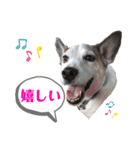 ジャックラッセルテリア・コジくんスタンプ（個別スタンプ：13）