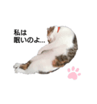 気分屋の猫（個別スタンプ：1）