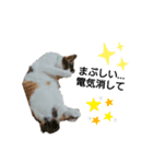 気分屋の猫（個別スタンプ：2）