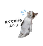 気分屋の猫（個別スタンプ：6）