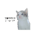 気分屋の猫（個別スタンプ：9）