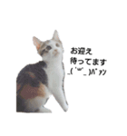 気分屋の猫（個別スタンプ：10）