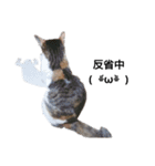 気分屋の猫（個別スタンプ：12）
