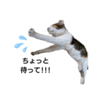 気分屋の猫（個別スタンプ：14）