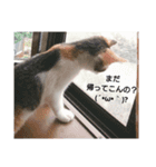 気分屋の猫（個別スタンプ：16）