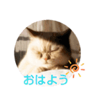 マンチカンのけまりちゃん2（個別スタンプ：3）