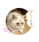 マンチカンのけまりちゃん2（個別スタンプ：5）