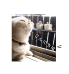 マンチカンのけまりちゃん2（個別スタンプ：7）