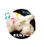 マンチカンのけまりちゃん2（個別スタンプ：13）