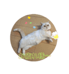 マンチカンのけまりちゃん2（個別スタンプ：14）