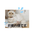 マンチカンのけまりちゃん2（個別スタンプ：15）