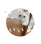 マンチカンのけまりちゃん2（個別スタンプ：19）