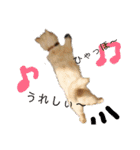 マンチカンのけまりちゃん2（個別スタンプ：27）