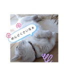 マンチカンのけまりちゃん2（個別スタンプ：30）