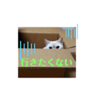 マンチカンのけまりちゃん2（個別スタンプ：32）