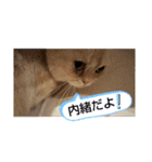 マンチカンのけまりちゃん2（個別スタンプ：34）