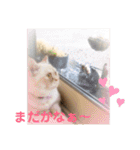 マンチカンのけまりちゃん2（個別スタンプ：37）