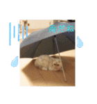マンチカンのけまりちゃん2（個別スタンプ：39）