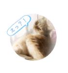 マンチカンのけまりちゃん2（個別スタンプ：40）