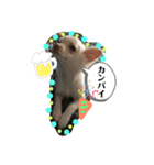 チワワの龍馬N o.2（個別スタンプ：1）