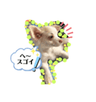 チワワの龍馬N o.2（個別スタンプ：2）