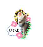 チワワの龍馬N o.2（個別スタンプ：4）