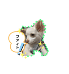 チワワの龍馬N o.2（個別スタンプ：6）