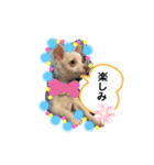 チワワの龍馬N o.2（個別スタンプ：12）