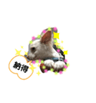 チワワの龍馬N o.2（個別スタンプ：14）