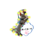 チワワの龍馬N o.2（個別スタンプ：16）