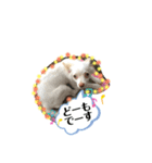 チワワの龍馬N o.2（個別スタンプ：21）