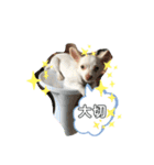 チワワの龍馬N o.2（個別スタンプ：23）
