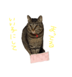 たいちゃんち（個別スタンプ：5）
