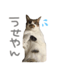 たいちゃんち（個別スタンプ：6）