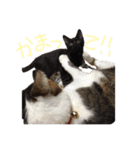 たいちゃんち（個別スタンプ：13）