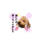 トイプードルのひらめ〜釣り編〜（個別スタンプ：4）