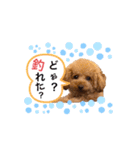 トイプードルのひらめ〜釣り編〜（個別スタンプ：7）