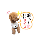 トイプードルのひらめ〜釣り編〜（個別スタンプ：15）