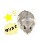 コケモモのハムスタースタンプ（個別スタンプ：1）