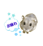 コケモモのハムスタースタンプ（個別スタンプ：3）