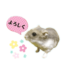 コケモモのハムスタースタンプ（個別スタンプ：8）