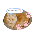 コロンのぽっちゃりスタンプ その2（個別スタンプ：1）