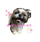 シーズーあゆなの日々（個別スタンプ：3）