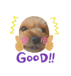 ららチャマ！！（個別スタンプ：1）