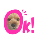 ららチャマ！！（個別スタンプ：2）