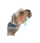 ららチャマ！！（個別スタンプ：7）