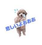 マルプーのぷりんくん！（個別スタンプ：1）