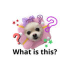 dog is Purin 2（個別スタンプ：3）