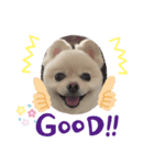 dog is Purin 2（個別スタンプ：7）